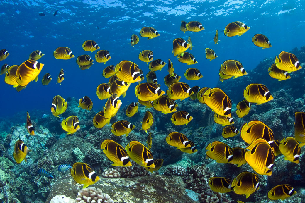 How Marine Protected Areas Help Fisheries and Ocean Ecosystems - Center for  American Progress