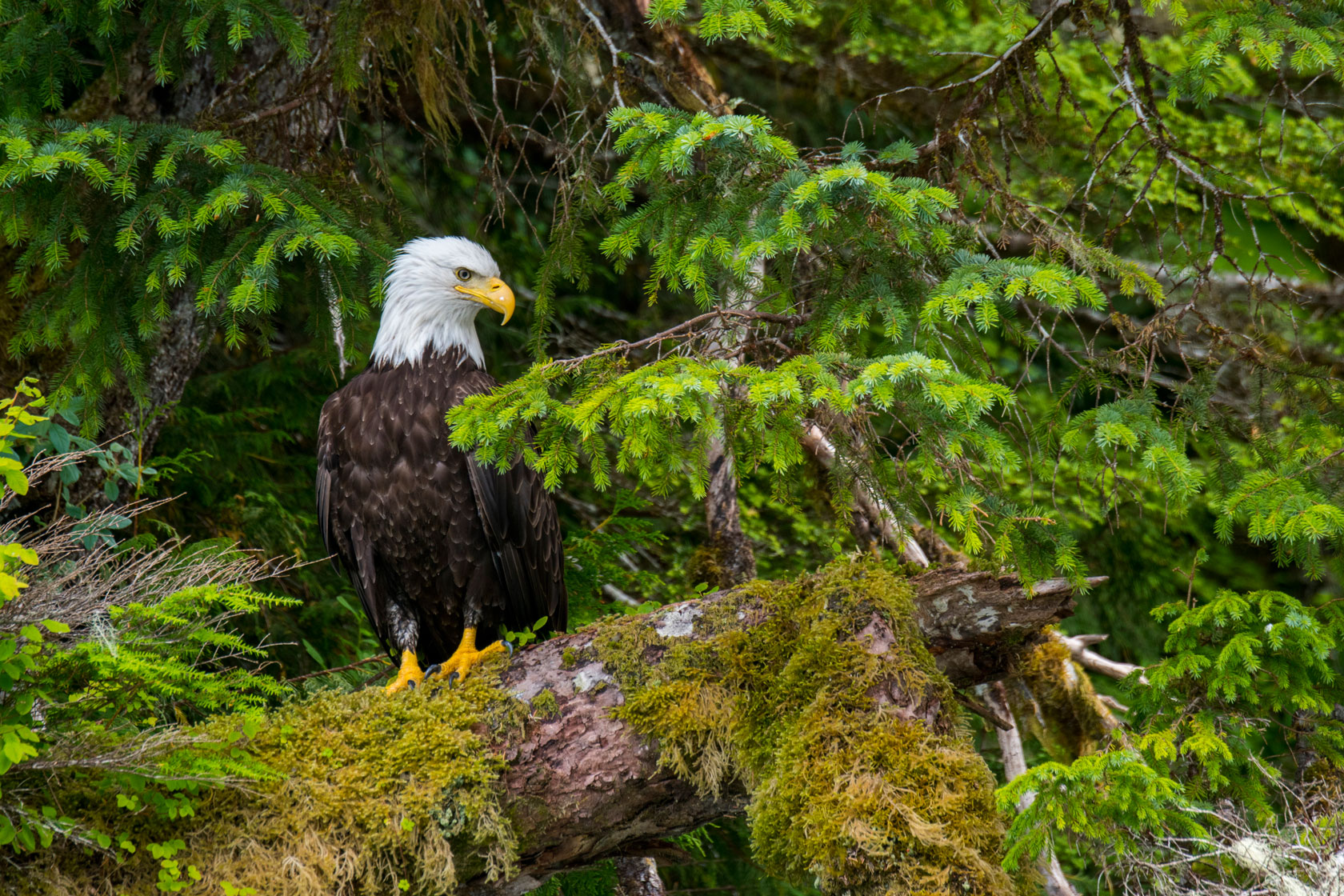 A bald eagle sits on a tree in Alaska's Tongass National Forest.